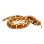 54 Inch Burmese Python