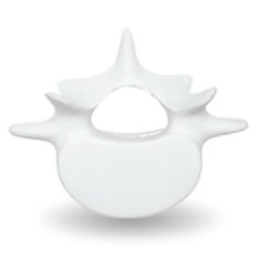 Vertebrae Stress Reliever