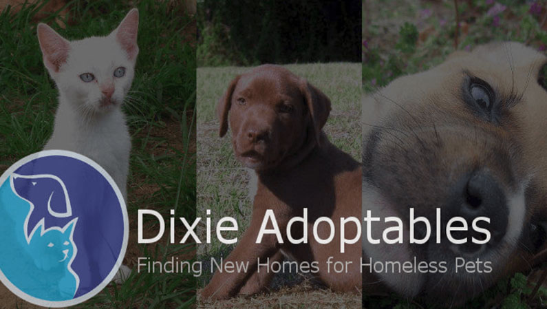 Dixie Adoptables